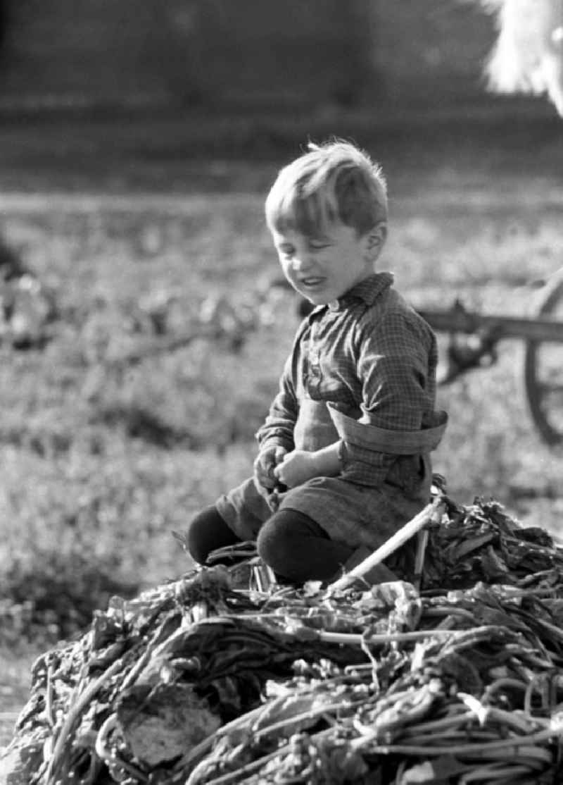 Ein kleiner Junge sitzt auf einem Haufen aus Rübenblättern. Während die Mütter bei der Rübenernte auf dem Land mithelfen müssen, spielen die Kinder unter sich.