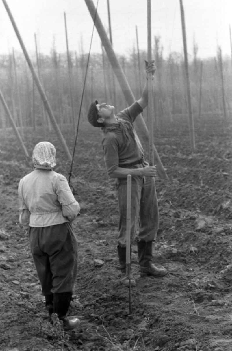Ein Arbeiter und eine Arbeiterin errichten Drahtgestelle für den Anbau von Hopfen auf einem Feld in der Nähe von Leipzig.
