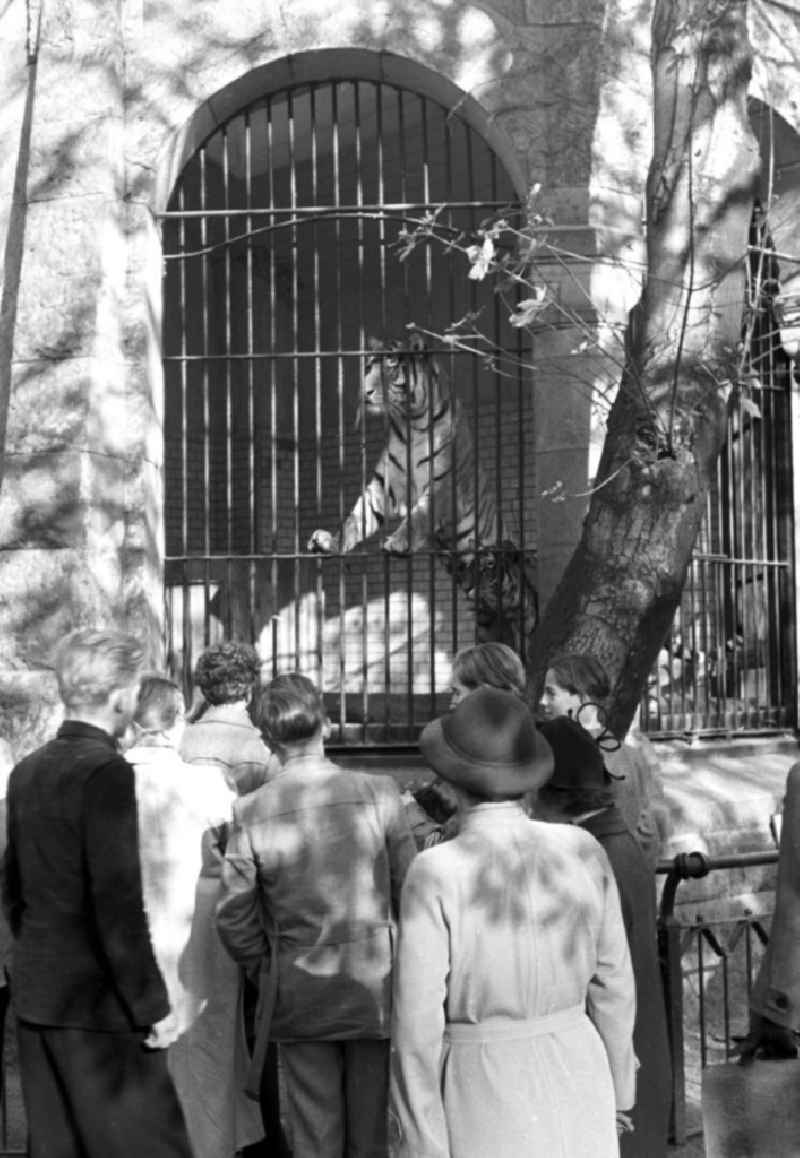 Eine der Hauptattraktionen für die Besucher des Leipziger Zoos sind die im Neuen Raubtierhaus untergebrachten Raubkatzen.