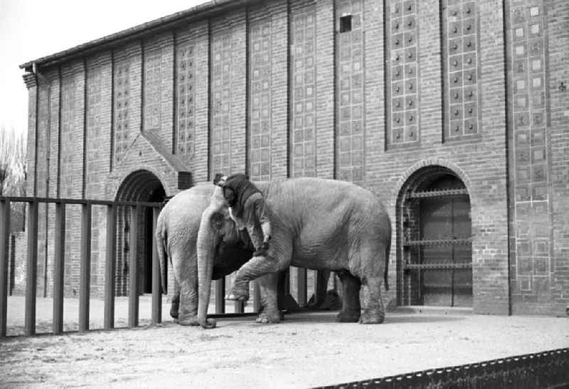 Die Elefanten des Zoo in Leipzig erhalten von ihrem Pfleger eine Spezialreinigung.