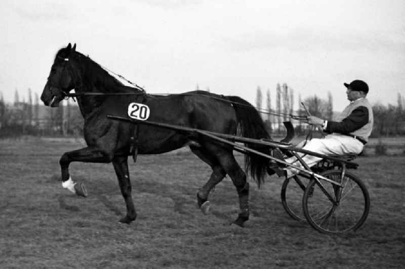 Horses and riders on the racecourse in the district Sued in Leipzig in the state Saxony on the territory of the former GDR, German Democratic Republic