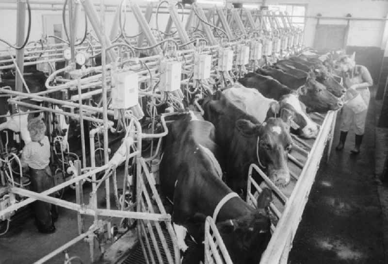 Cattle fattening facility of LPG 'Friedrich Ludwig Jahn / Lanz' in Lenzen (Elbe) in Brandenburg in the area of the former GDR, German Democratic Republic