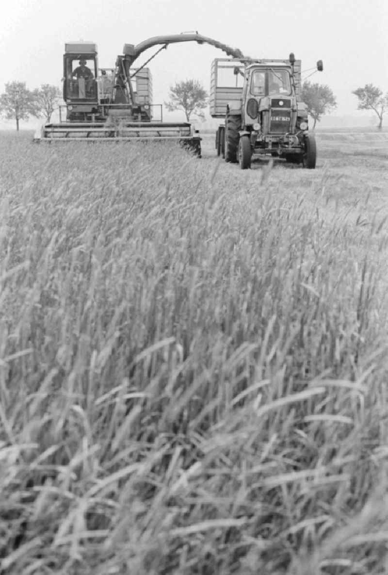 Cereal harvest in a field in Lenzen (Elbe) in Brandenburg in the area of the former GDR, German Democratic Republic. A combine harvests the crop and transported it right on a trailer of a tractor
