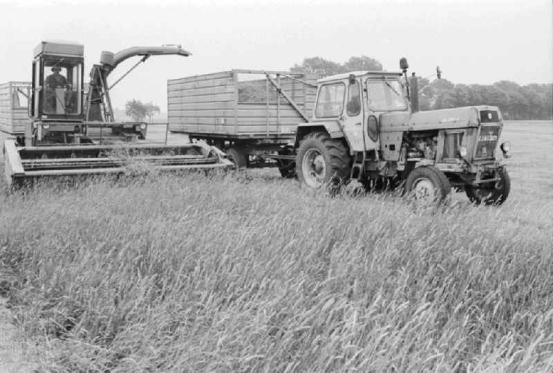 Cereal harvest in a field in Lenzen (Elbe) in Brandenburg in the area of the former GDR, German Democratic Republic. A combine harvests the crop and transported it right on a trailer of a tractor