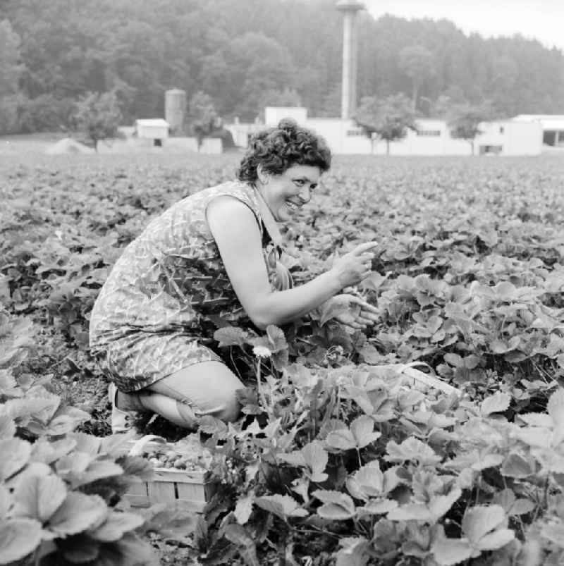 A woman on a field with strawberries while harvesting in Lindewerra in the state of Thuringia on the territory of the former GDR, German Democratic Republic