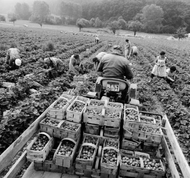 Strawberries harvest in Lindewerra in the federal state Thuringia in the area of the former GDR, German democratic republic
