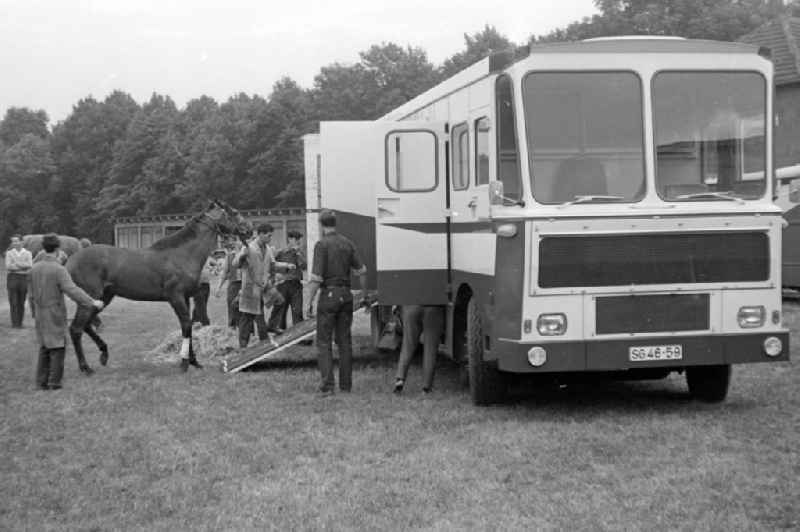 Horse is loaded into a horse transporter in Magdeburg Herrenkrug, Saxony-Anhalt in the area of the former GDR, German Democratic Republic