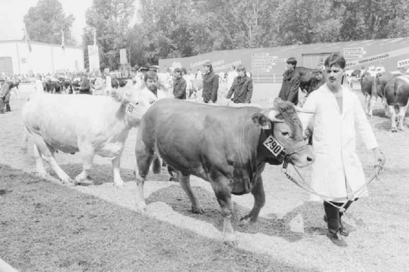 Breeding bulls show at the Agricultural Fair 'AGRA 89' in Markkleeberg in Saxony in the area of the former GDR, German Democratic Republic