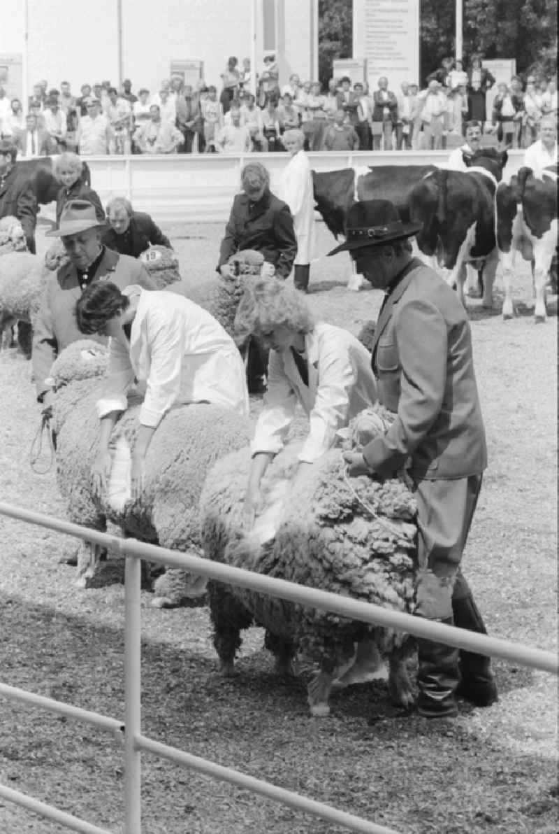 Sheep show at the Agricultural Fair 'AGRA 89' in Markkleeberg in Saxony in the area of the former GDR, German Democratic Republic