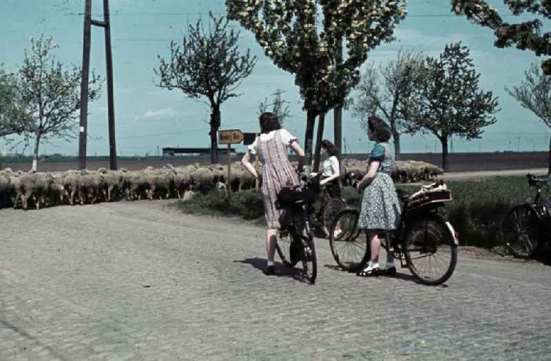 Junge Frauen während einer Fahrradtour, warten bis Schafe die Straße passierbar machen. Young women during a bicycle ride and wait until the sheep made the road passable.