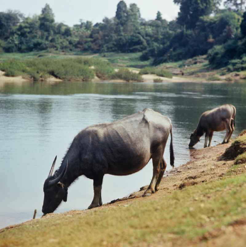 Wasserbüffel beim Trinken in der Demokratischen Volksrepublik Laos.