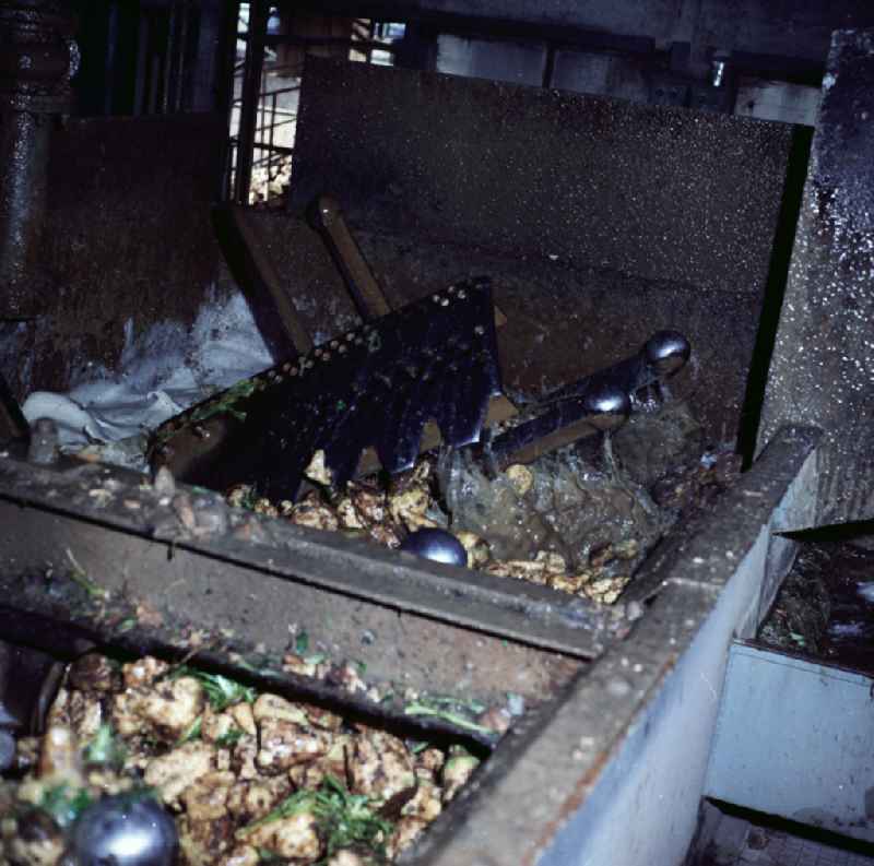 Production and manufacture of sugar, syrup, molasses and fertilizer in Oldisleben, Thuringia on the territory of the former GDR, German Democratic Republic