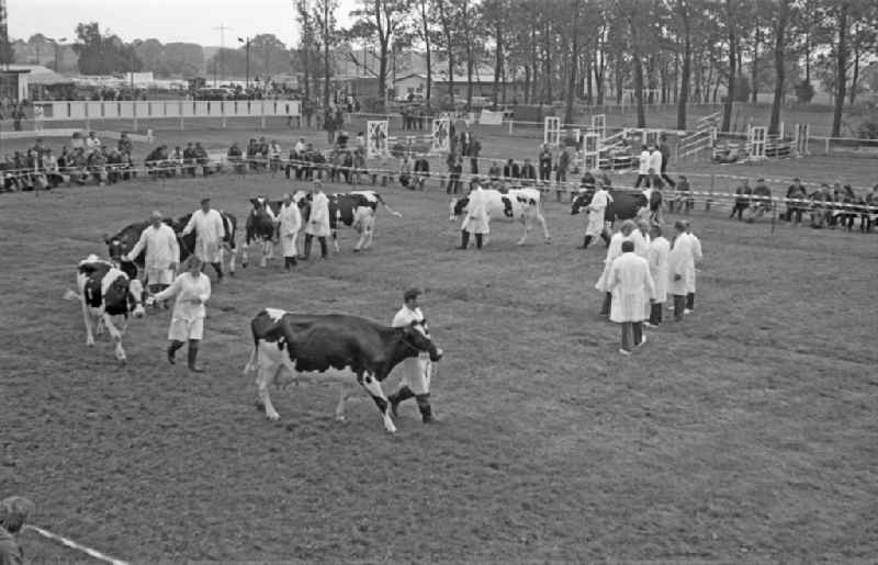 Visitors on the occasion of the exhibition as a showcase of a cattle competition for animal breeding in Paaren, Brandenburg on the territory of the former GDR, German Democratic Republic