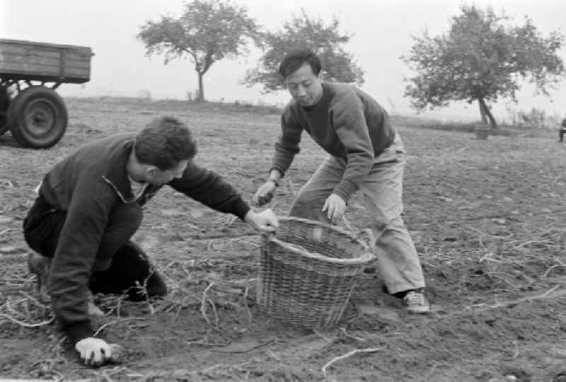 Potato harvest in a field by students in Paaren im Glien in the state Brandenburg on the territory of the former GDR, German Democratic Republic