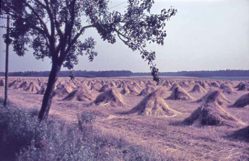 Farmers harvesting grain and sheaf laying on a harvested field in Parchtitz in DDR