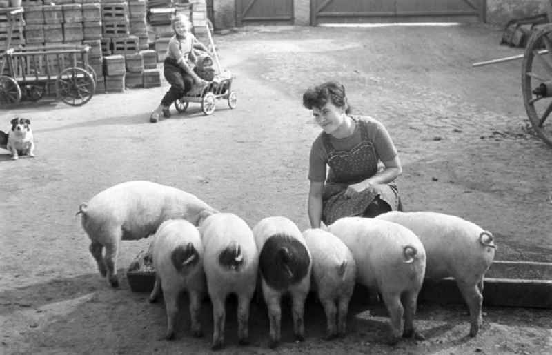 Eine Frau füttert auf dem Hof ihres Haus in dem Dorf Pomßen nahe Leipzig die Schweine.