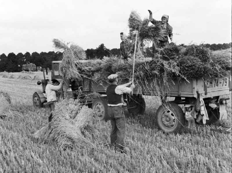 Erntehelfer / Arbeiter beladen Hänger mit Heu / Stroh während der Ernte auf einem Feld im Kreis Prenzlau in Brandenburg.