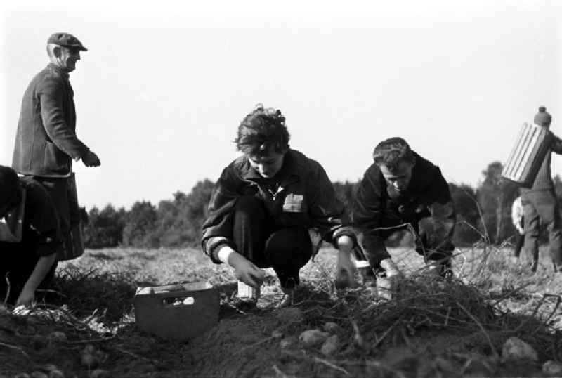 Studenten helfen beim Kartoffellesen auf den Feldern einer LPG im Kreis Pritzwalk. Zu DDR-Zeiten war es üblich, dass Schüler, Studenten und Arbeiter die Landwirtschaft bei der Kartoffelernte unterstützen, um fehlenden Arbeitskräfte und moderne Erntetechnik zu ersetzen.