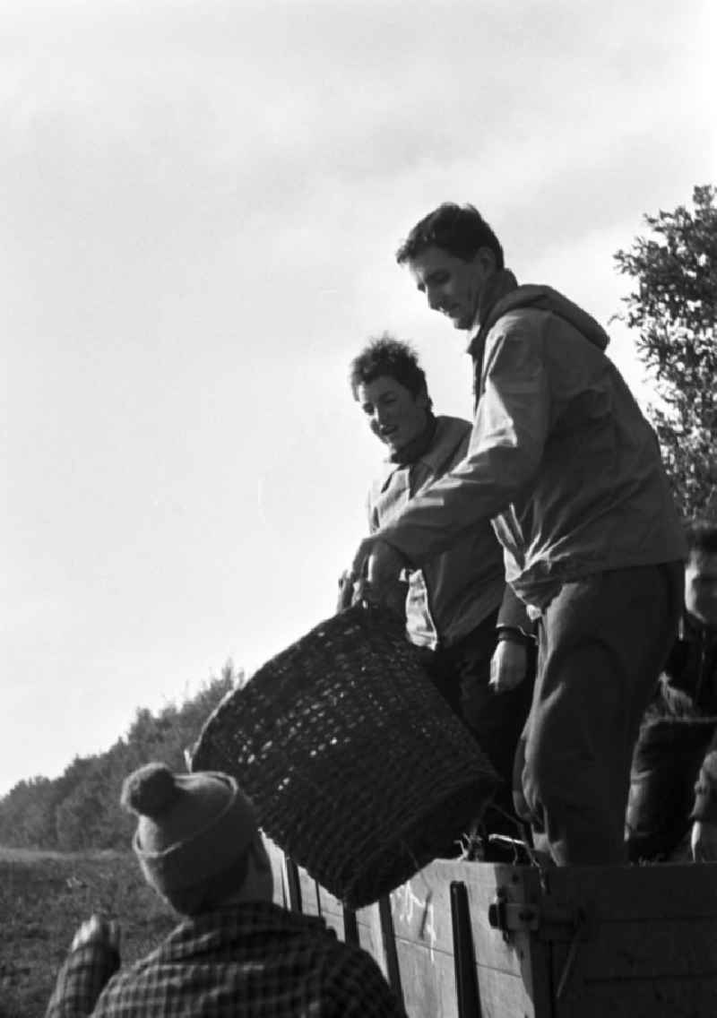 Studenten helfen beim Kartoffellesen auf den Feldern einer LPG im Kreis Pritzwalk. Zu DDR-Zeiten war es üblich, dass Schüler, Studenten und Arbeiter die Landwirtschaft bei der Kartoffelernte unterstützen, um fehlenden Arbeitskräfte und moderne Erntetechnik zu ersetzen.