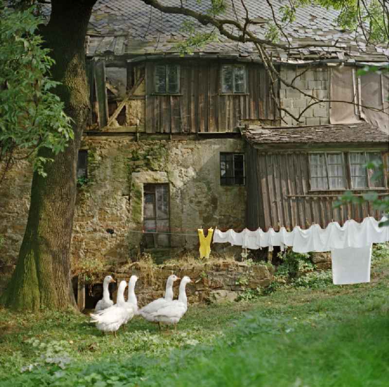 Court side of a very old house. Laundry dries on a leash, geese are standing in front of it