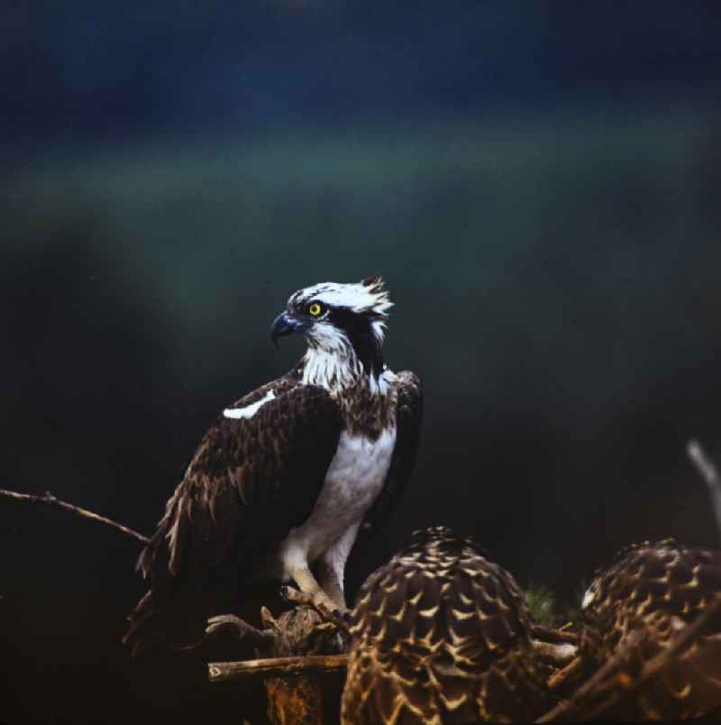 Bird species Osprey in Rechlin in the state Mecklenburg-Western Pomerania on the territory of the former GDR, German Democratic Republic