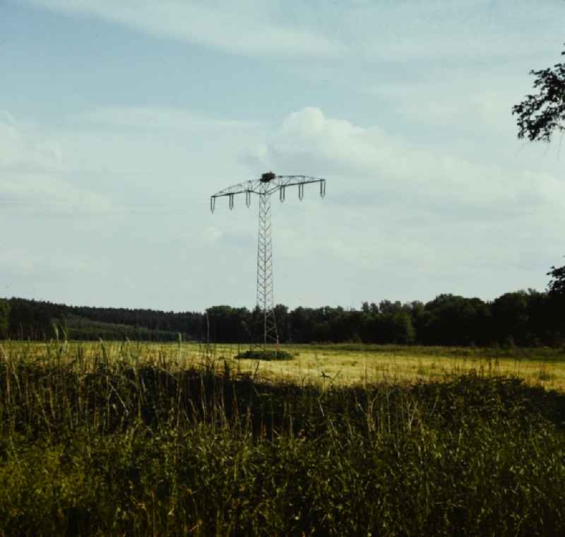 Bird species Osprey in an eagle's nest on a power pole in Rechlin in the state Mecklenburg-Western Pomerania on the territory of the former GDR, German Democratic Republic