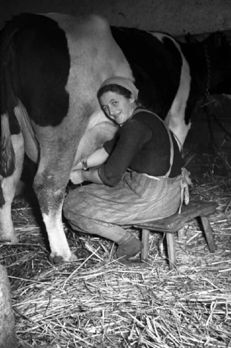 Milk production work on a farm in Reichstaedt in the state Thuringia on the territory of the former GDR, German Democratic Republic