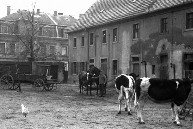Agricultural work in a farm and farm in Reichstaedt, Thuringia on the territory of the former GDR, German Democratic Republic