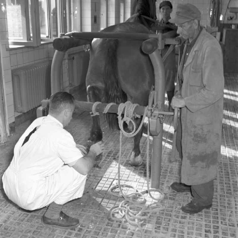 Veterinary veterinarian examining and treating horses in the veterinary clinic in Rostock in the state of Mecklenburg-Western Pomerania on the territory of the former GDR, German Democratic Republic