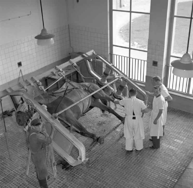 Veterinary veterinarian examining and treating horses in the veterinary clinic in Rostock in the state of Mecklenburg-Western Pomerania on the territory of the former GDR, German Democratic Republic