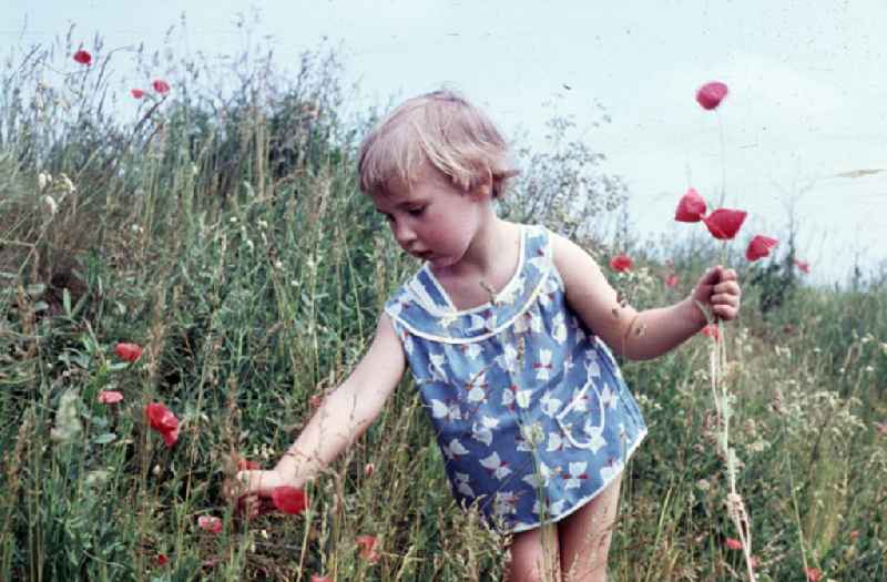 Mädchen pflückt Mohnblumen. Girl picking poppies.