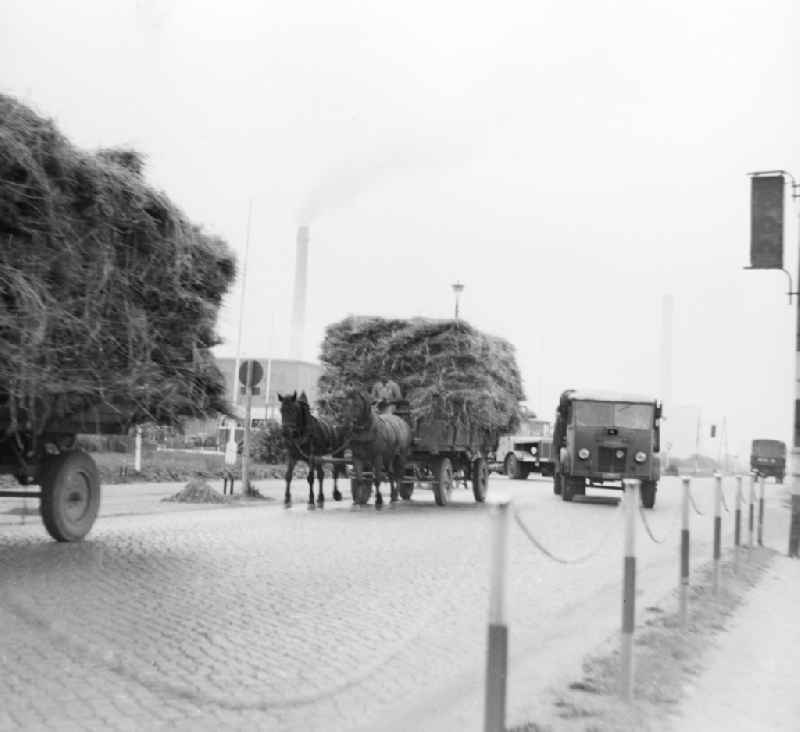 Horse carriages with hay in the public traffic in Schkopau in the federal state Saxony-Anhalt in the area of the former GDR, German democratic republic