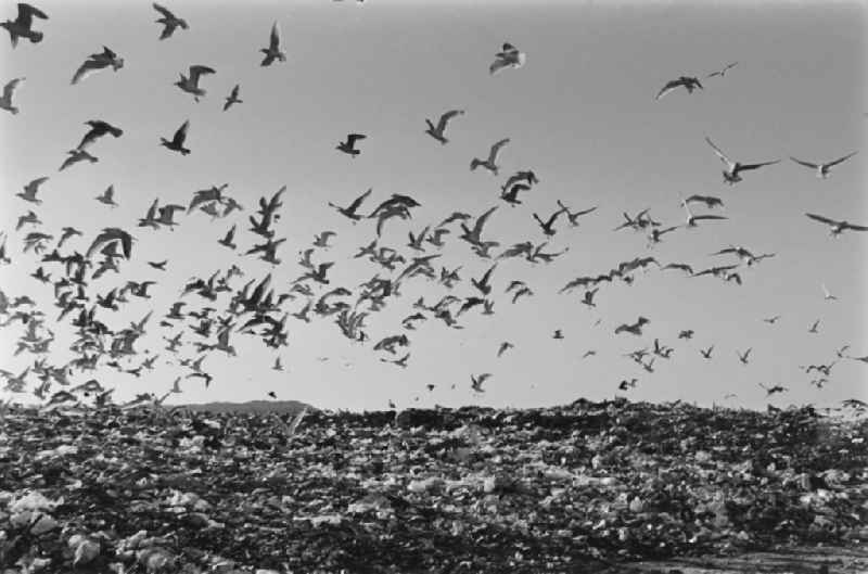 Seagulls fly over the waste dump of the Ihlenberg landfill, former VEB landfill Schoenberg in Selmsdorf in the state Mecklenburg-Western Pomerania