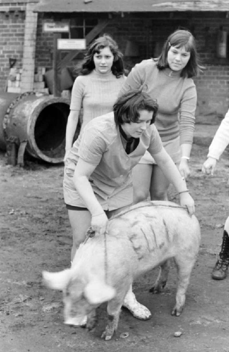 Girls with the pig 'Elli' in Spremberg in the state Brandenburg on the territory of the former GDR, German Democratic Republic