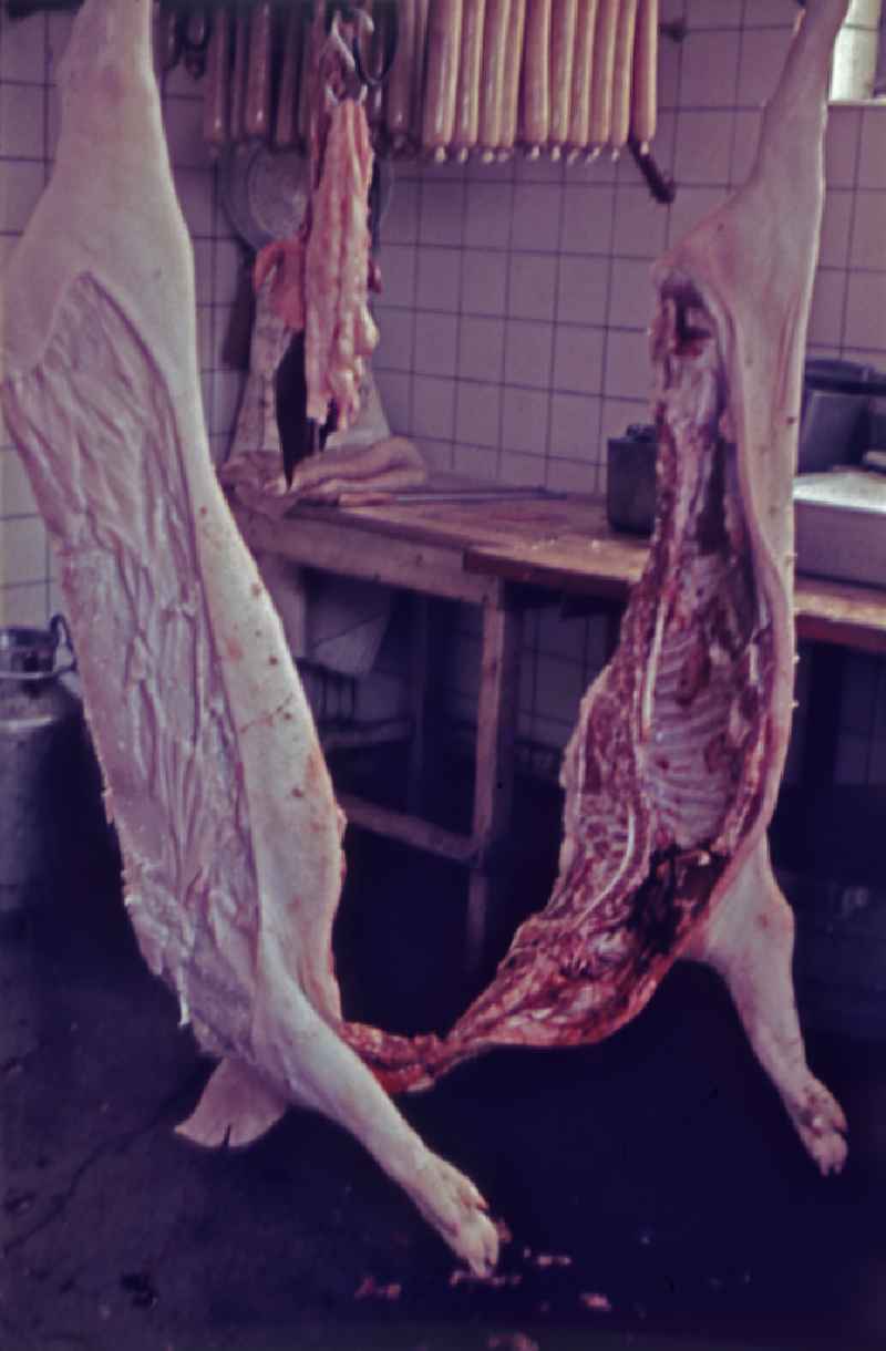 Slaughtering a pig on a rural farm in Stechlin, Brandenburg on the territory of the former GDR, German Democratic Republic. The two-part pig hangs in a tiled room. Sausages hang in the background