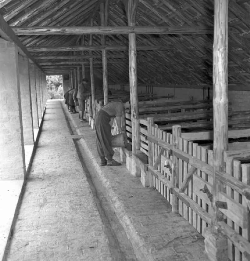Feeding in the LPG pig stable in Stolpen, Saxony in the territory of the former GDR, German Democratic Republic