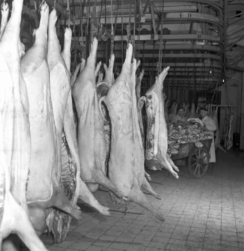 View into an LPG slaughterhouse during pig slaughter in Stolpen, Saxony in the area of the former GDR, German Democratic Republic