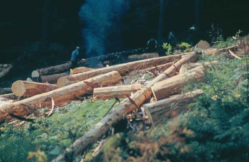 Tree felling work to obtain logs as raw material for wood processing in a forest and forestry area in Suhl Thueringer Wald, Thuringia on the territory of the former GDR, German Democratic Republic