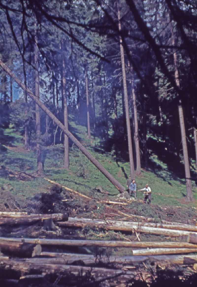 Tree felling work to obtain logs as raw material for wood processing in a forest and forestry area in Suhl Thueringer Wald, Thuringia on the territory of the former GDR, German Democratic Republic