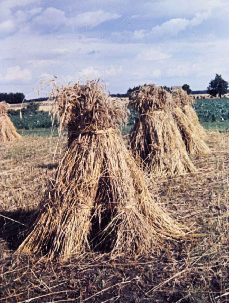 Farmers harvesting grain and sheaf laying on a harvested field in Teicha in the state Saxony on the territory of the former GDR, German Democratic Republic