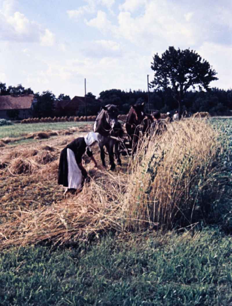 Farmers harvesting grain and sheaf laying on a harvested field in Teicha in the state Saxony on the territory of the former GDR, German Democratic Republic