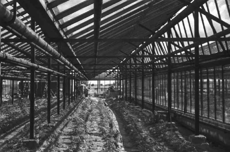 New construction of a greenhouse on the German Agricultural Production Cooperative LPG ' Rotes Banner ' in Trinwillershagen in Mecklenburg-Western Pomerania