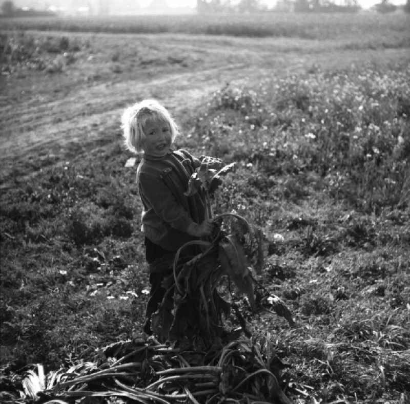 Children on the field during the sugar beet harvest of the German Agricultural Production Cooperative LPG ' Rotes Banner ' in Trinwillershagen in Mecklenburg-Western Pomerania