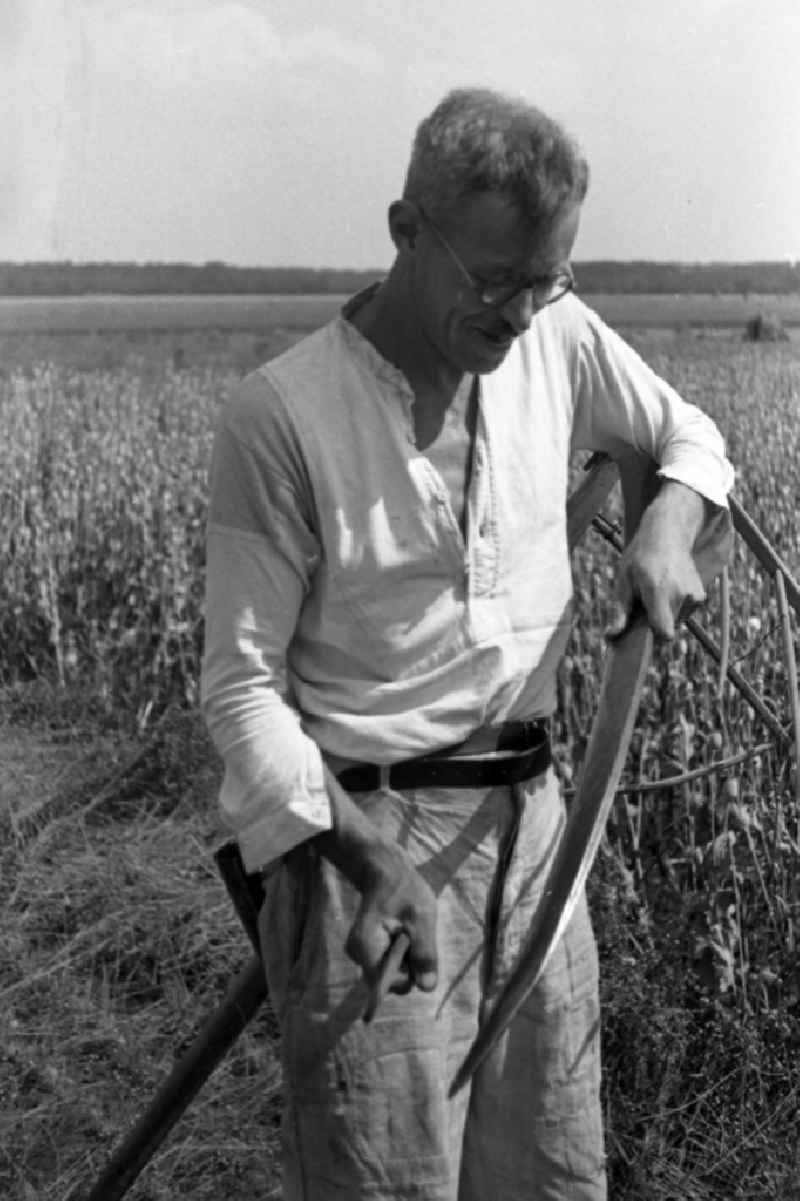 A farmer with a scythe with the grain harvest on a field in Trossin in the federal state Saxony in Germany