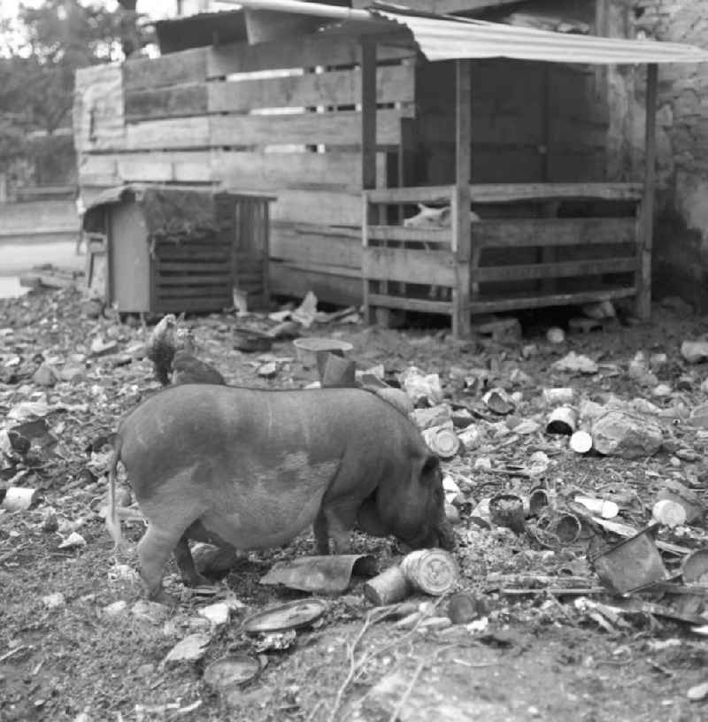 Ein Schwein wühlt im Dreck am Rande einer Straße in Vientiane, der Hauptstadt der Demokratischen Volksrepublik Laos.