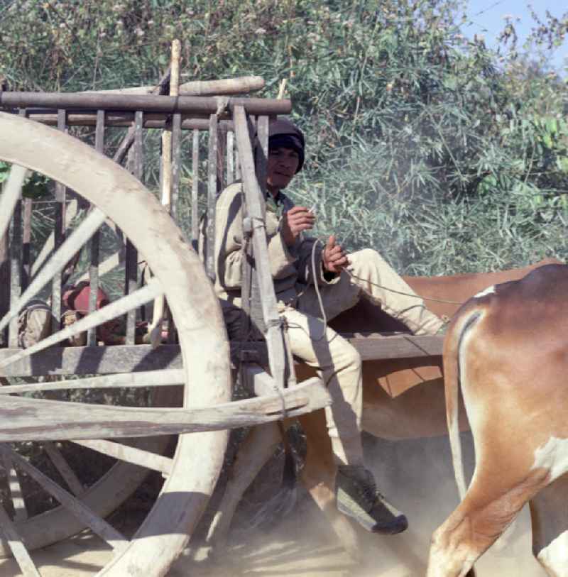 Ein Mann fährt mit einem von zwei Büffeln gezogenen Karren auf einem Sandweg in der Demokratischen Volksrepublik Laos.