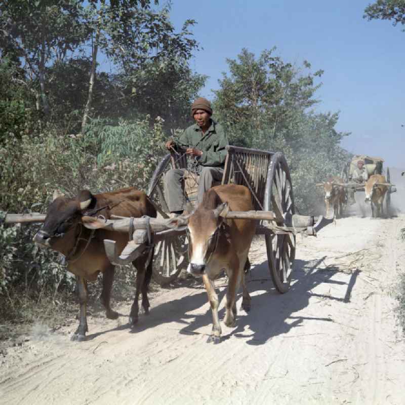 Männer fahren mit von zwei Büffeln gezogenen Karren auf einem Sandweg in der Demokratischen Volksrepublik Laos.