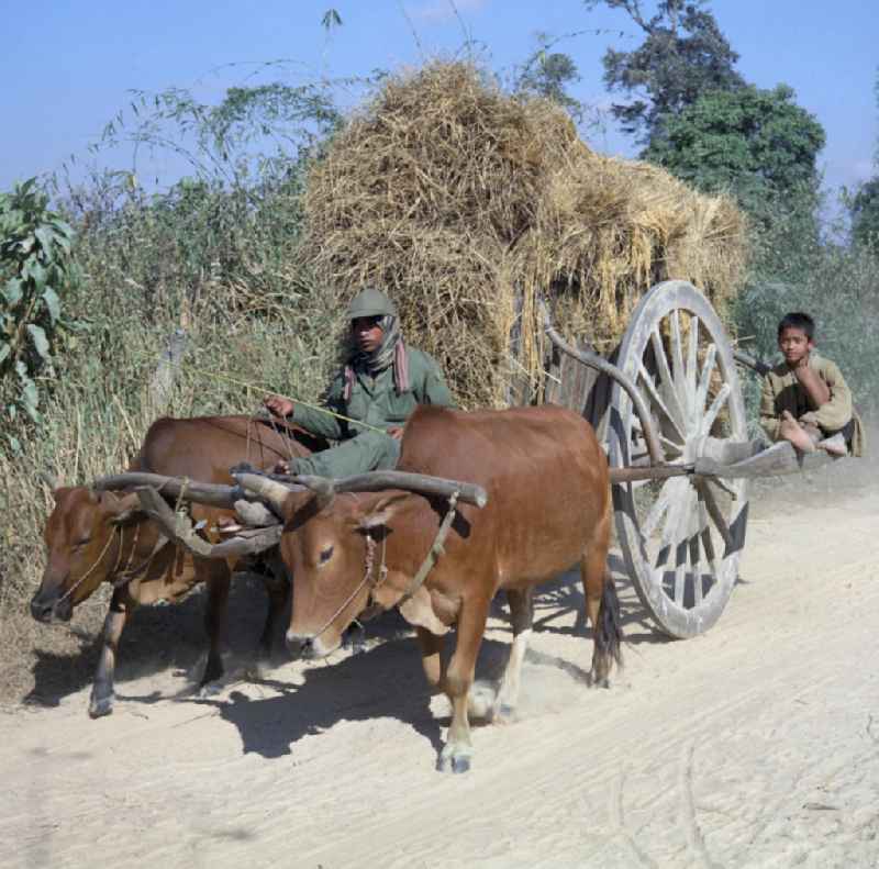 Vater und Sohn fahren mit einem von zwei Büffeln gezogenen Karren auf einem Sandweg in der Demokratischen Volksrepublik Laos.