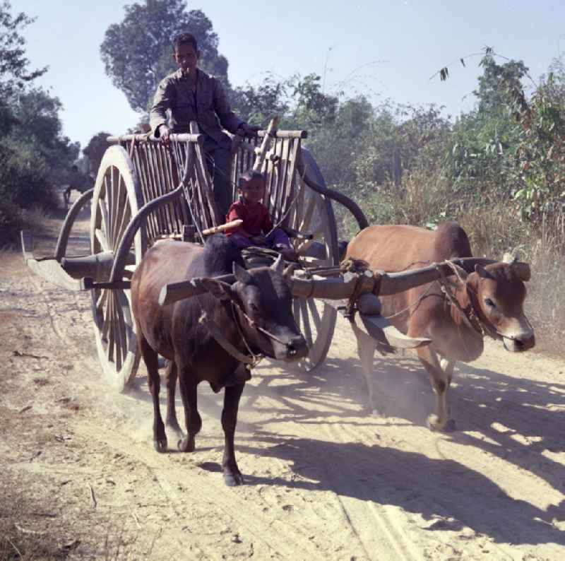 Vater und Sohn fahren mit einem von zwei Büffeln gezogenen Karren auf einem Sandweg in der Demokratischen Volksrepublik Laos.