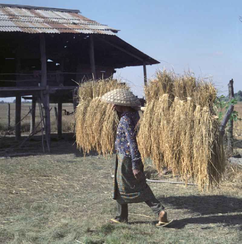 Eine Frau trägt eine Stange mit aufgehängten Reisgarben über ein Feld in der Demokratischen Volksrepublik Laos.